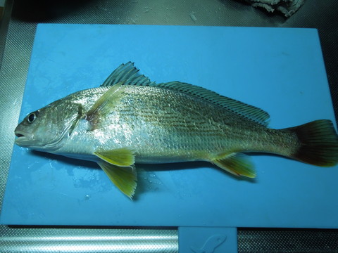 魚釣り_f0146140_859825.jpg