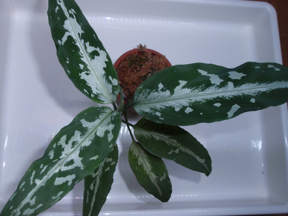 Aglaonema pictum Argentum - 植物/観葉植物