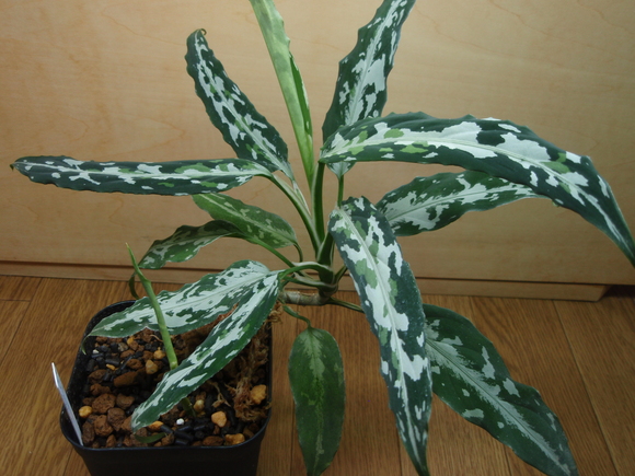 Aglaonema Pictum Argentum “Stiria+1”　①-2_b0254141_2035102.jpg