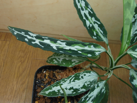 Aglaonema Pictum Argentum “Stiria+1”　①-2_b0254141_2036066.jpg