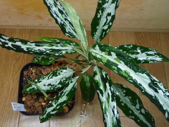 Aglaonema Pictum Argentum “Stiria+1”　①-2_b0254141_20362658.jpg