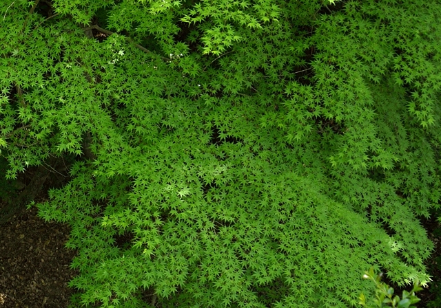 d0152544_18113139.jpg