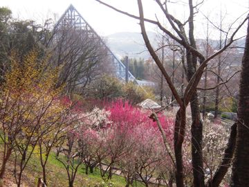 花の文化園へ（河内長野市）_d0049152_8473155.jpg