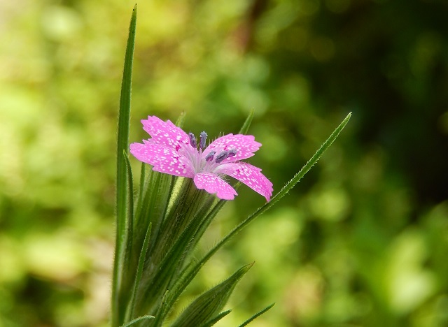 　　　　　　　　　　　　　　　　野の花を愛でる_d0075453_19262999.jpg