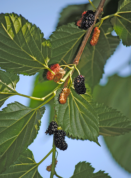 a0001354_23292868.gif