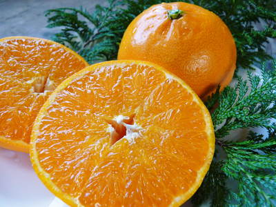 究極の柑橘「せとか」　花と着果　今年も匠の技で育て上げます！_a0254656_1933819.jpg