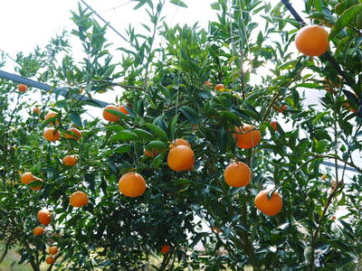究極の柑橘「せとか」　花と着果　今年も匠の技で育て上げます！_a0254656_20263427.jpg