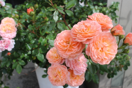 メイアンの ドリフト シリーズ La Rose 薔薇の庭