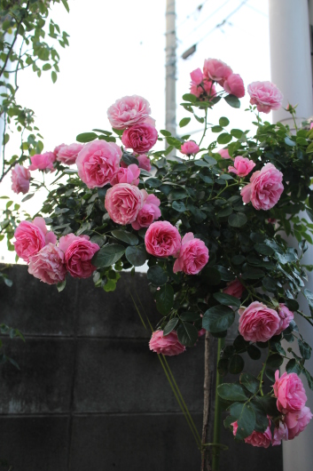 スタンダード仕立ての レオナルド ダ ヴィンチ La Rose 薔薇の庭