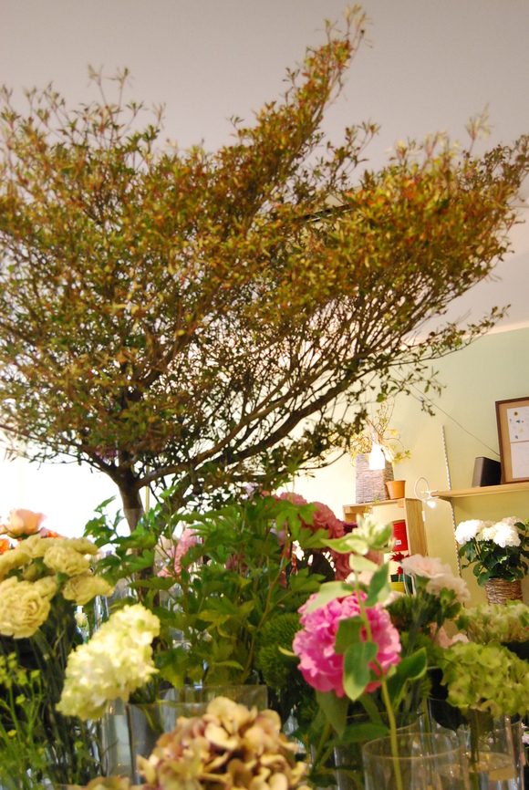 切花情報。_a0201358_17273296.jpg