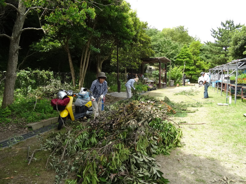 無償植樹苗20株入荷＆植樹場所選定＆ささゆりまつり第３日　　in　　うみべの森_c0108460_23354105.jpg