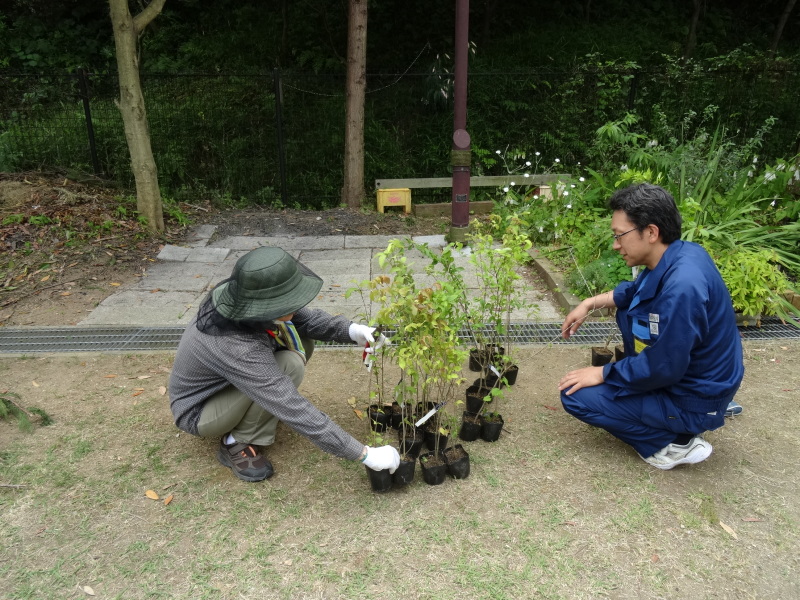 無償植樹苗20株入荷＆植樹場所選定＆ささゆりまつり第３日　　in　　うみべの森_c0108460_23354236.jpg