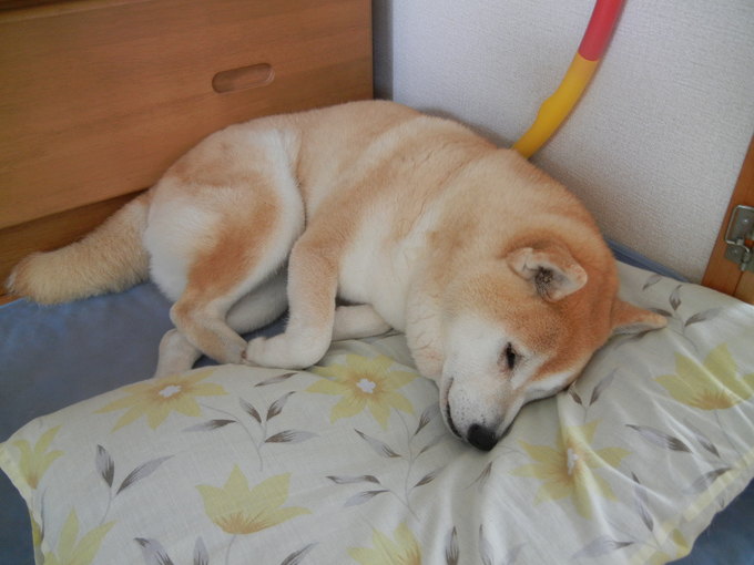 ’14,6,3(火)今日は涼しい~!_f0060461_10221936.jpg