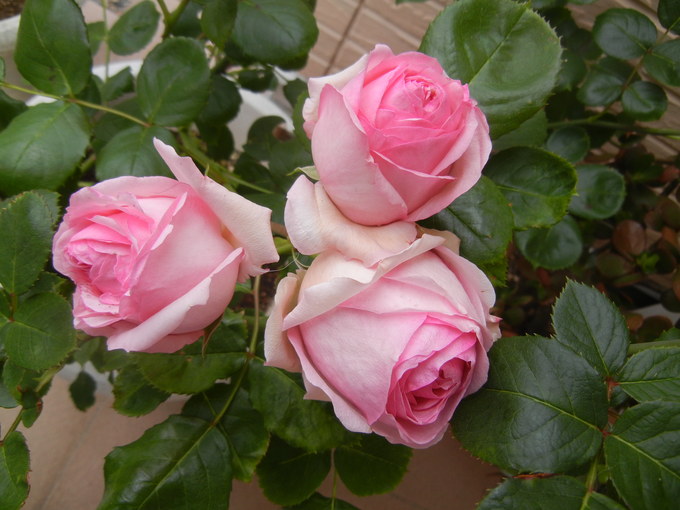 ’14,6,3(火)今日は涼しい~!_f0060461_102633.jpg