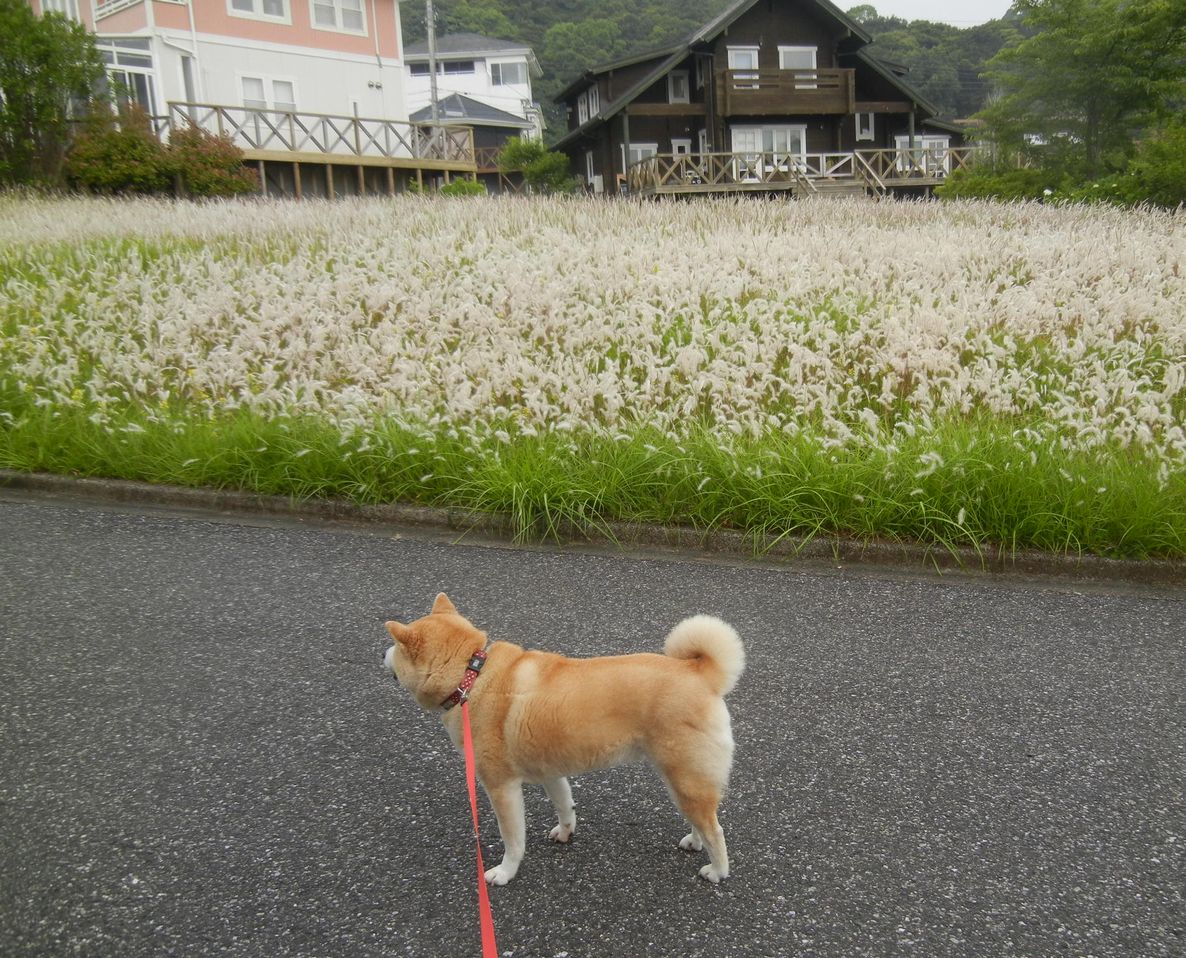 ’14,6,3(火)今日は涼しい~!_f0060461_914696.jpg