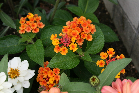 花一輪_c0248269_9284178.jpg