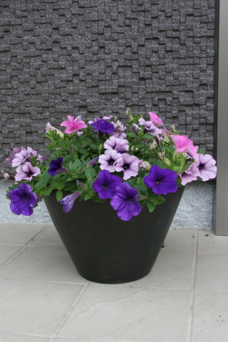花一輪_c0248269_929257.jpg