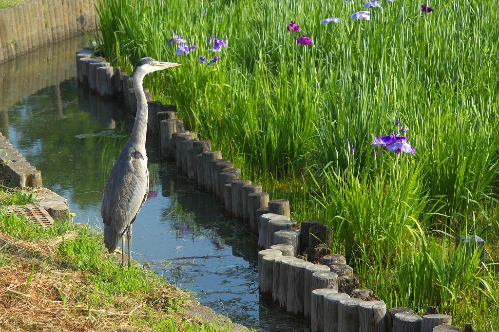 水元公園・菖蒲祭り_a0021270_737224.jpg