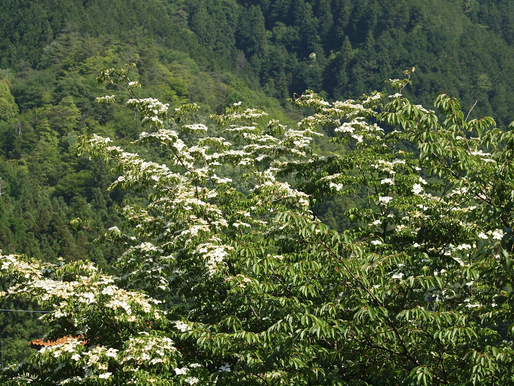 d0054276_20264923.jpg