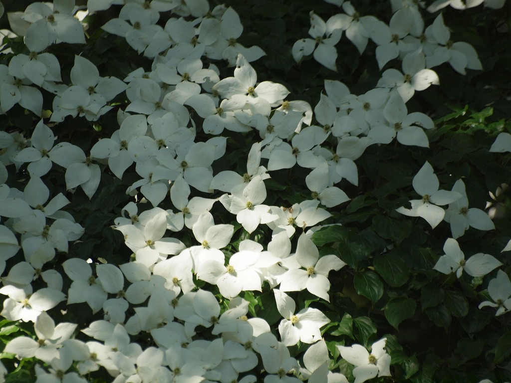 d0054276_2027114.jpg