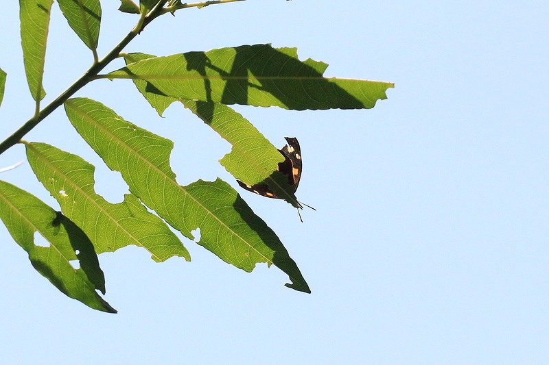 c0313378_23164720.jpg