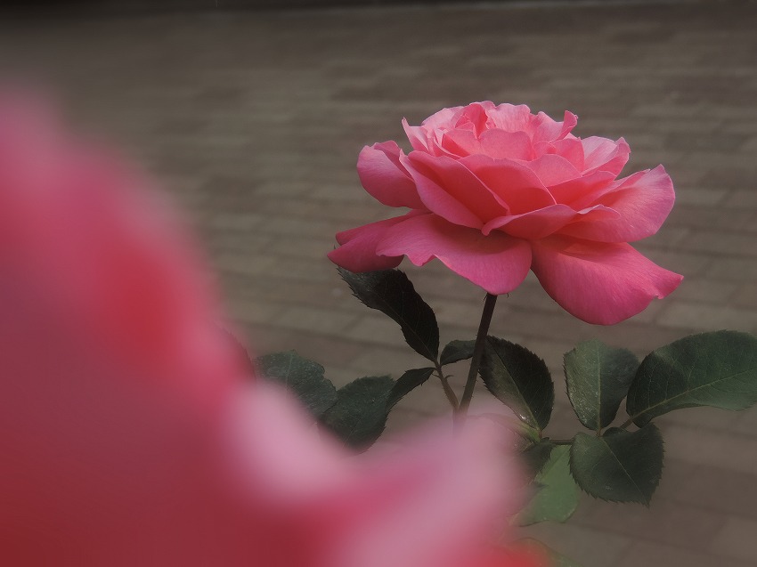 薔薇の園_c0187781_16365245.jpg