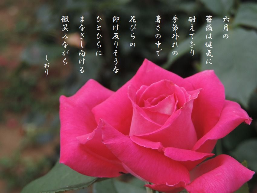 薔薇の園_c0187781_23145412.jpg