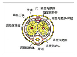 年齢は勃起不全の原因です