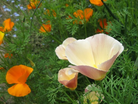 ナイマンズの初夏の花壇_f0141785_2126034.jpg