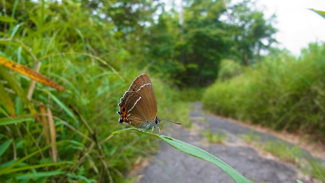 a0152692_17404954.jpg