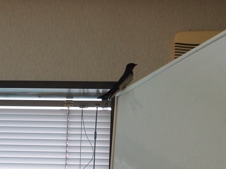 パニック。_a0045293_1052874.jpg
