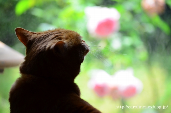 薔薇を眺める　　Our sweet cat enjoys the roses of the garden_d0025294_1634095.jpg
