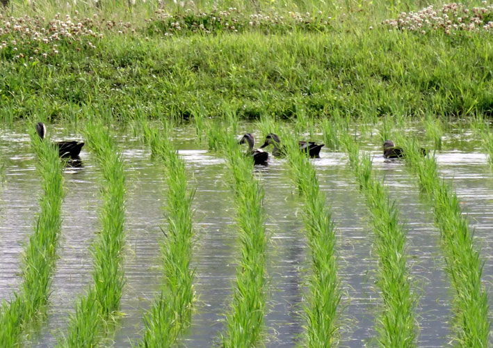 カモが田の草取りにやってきた 吾作の榊原温泉たより カモが田の草取りにやってきた 吾作の榊原温泉たより