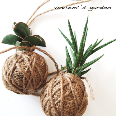 苔玉のサンスベリアを鉢植えにリメイクして飾る ぶいくんの庭 苔玉のサンスベリアを鉢植えにリメイクして飾る ぶいくんの庭