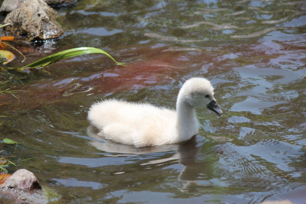 コブハクチョウの幼鳥　6/4_d0065113_1021451.jpg