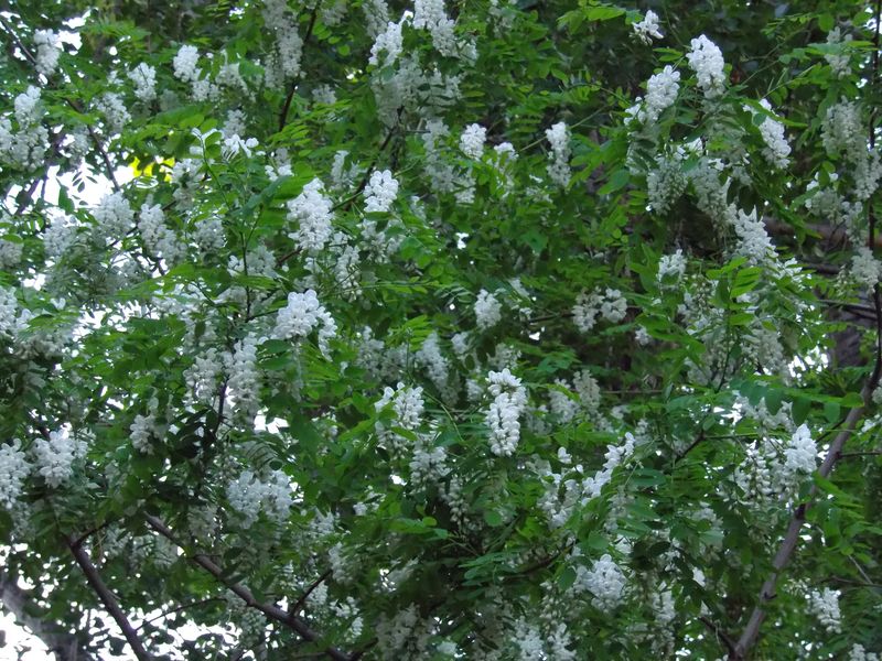 ニセアカシア開花 トチノキ発見_c0025115_19485816.jpg