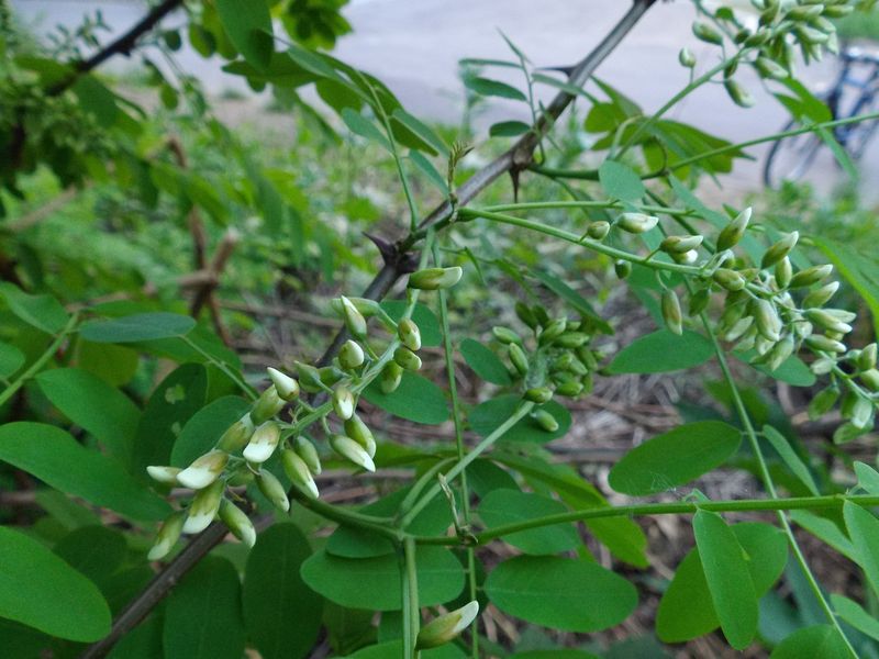 ニセアカシア開花 トチノキ発見_c0025115_19504043.jpg