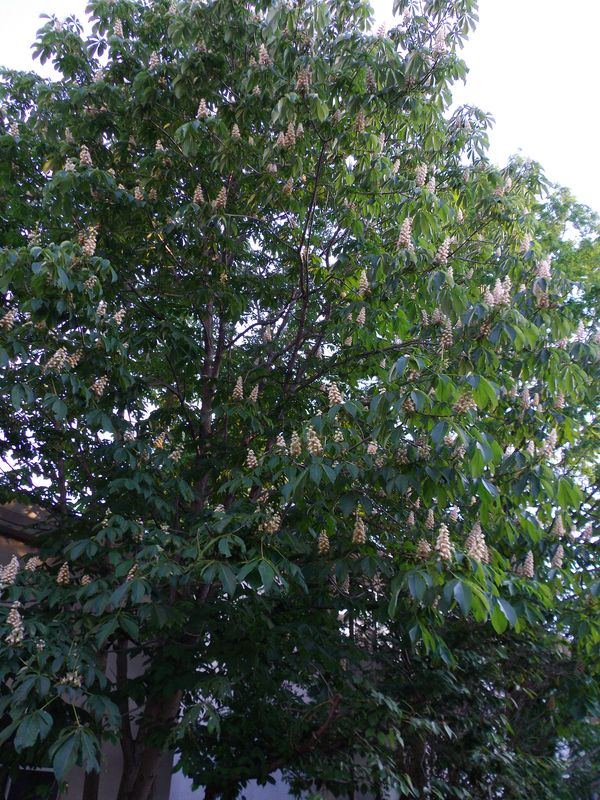 ニセアカシア開花 トチノキ発見_c0025115_19561393.jpg