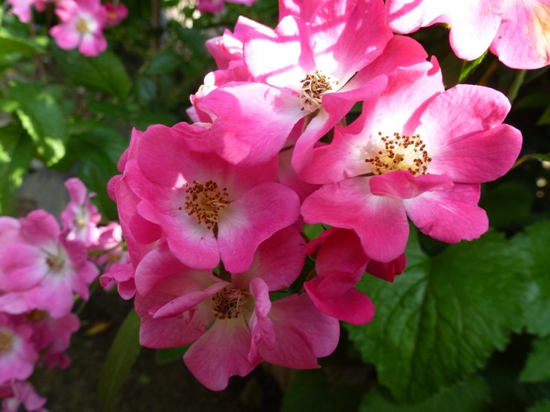 梅雨空にピンクの花・・・_c0042418_832378.jpg