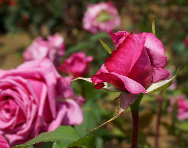 ５月の大船フラワーセンター　薔薇_e0021129_632983.jpg