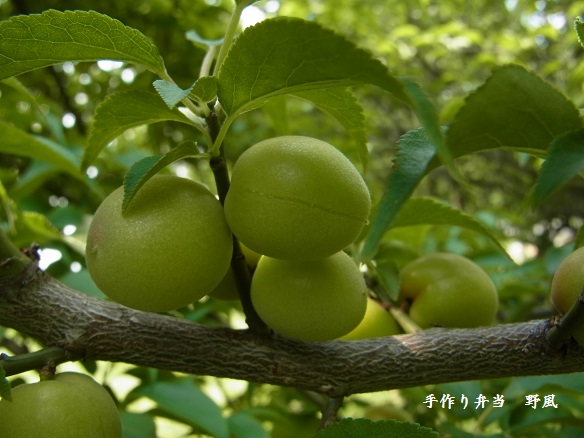 b0244034_14004923.jpg