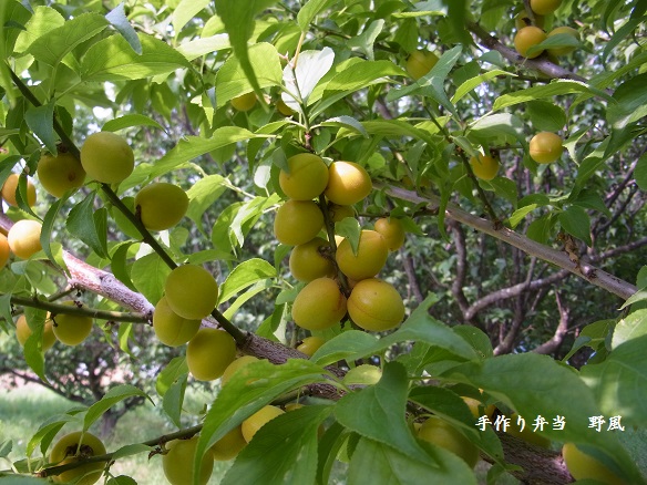 b0244034_14123630.jpg