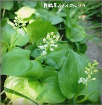 d0235336_1318406.png