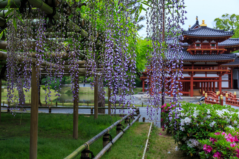 平等院・花景色_f0155048_23115684.jpg