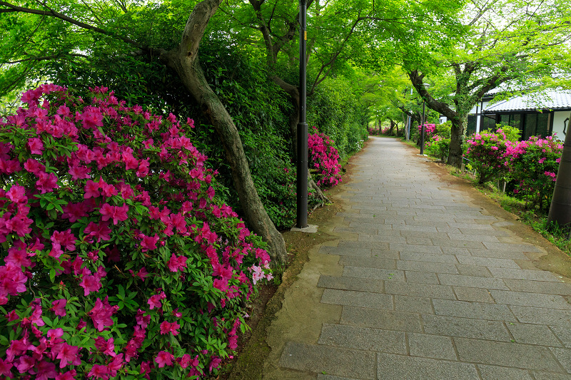 平等院・花景色_f0155048_2312744.jpg