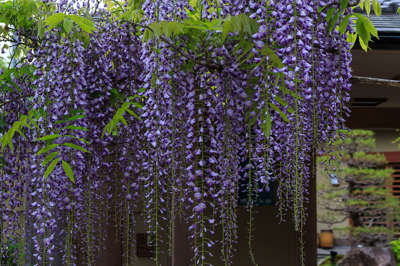 平等院・花景色_f0155048_23144227.jpg