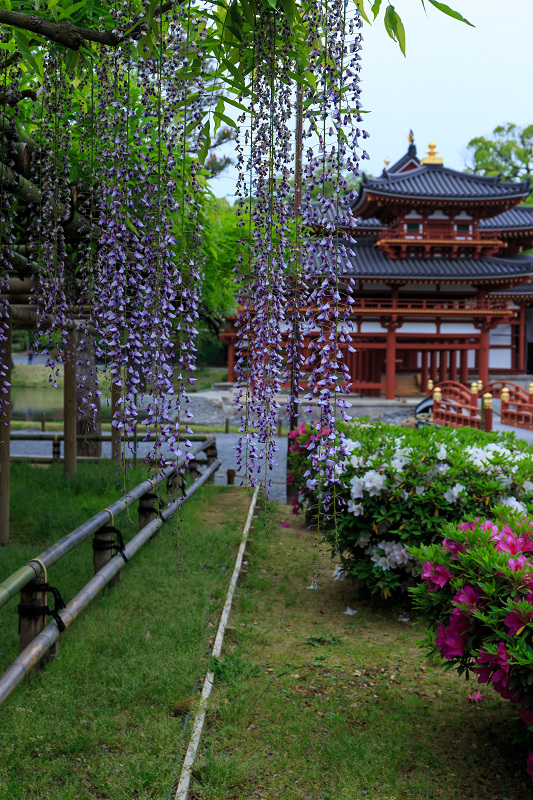 平等院・花景色_f0155048_23211953.jpg