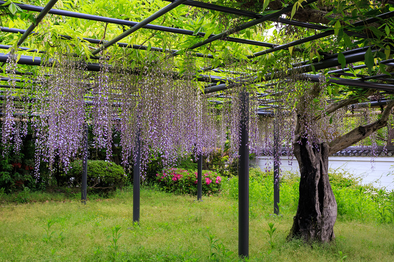 平等院・花景色_f0155048_23292283.jpg