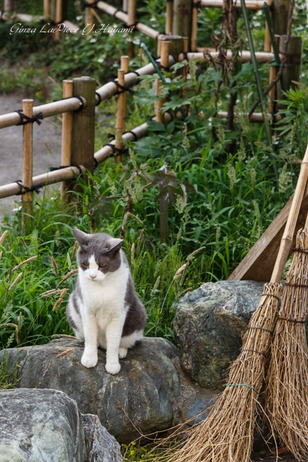 猫のいる風景　近所の灰白ちゃん_b0133053_0563050.jpg