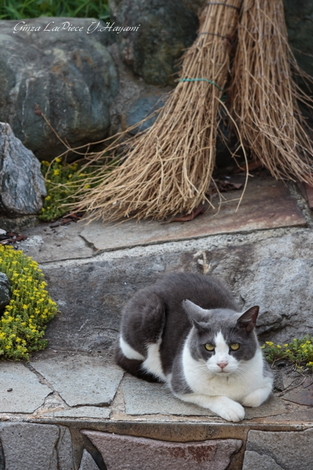 猫のいる風景　近所の灰白ちゃん_b0133053_0563126.jpg